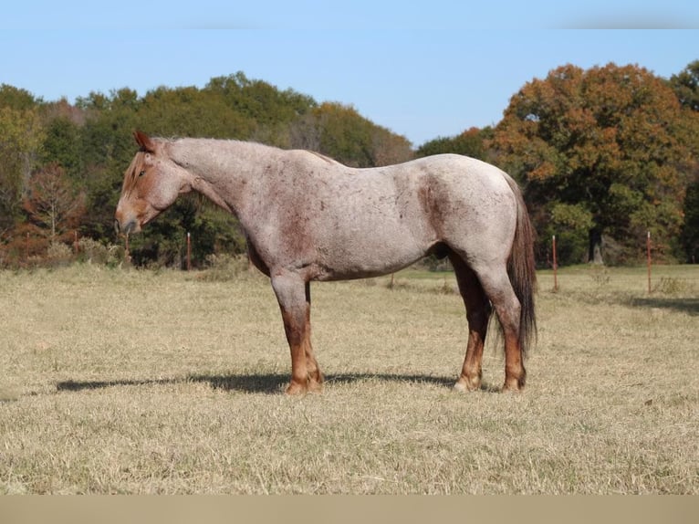 American Quarter Horse Ruin 13 Jaar 157 cm Roan-Red in Canton TX