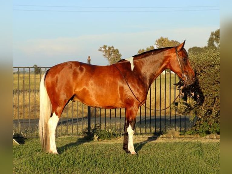 American Quarter Horse Ruin 13 Jaar 157 cm Roodbruin in PLEASANT GROVE, CA