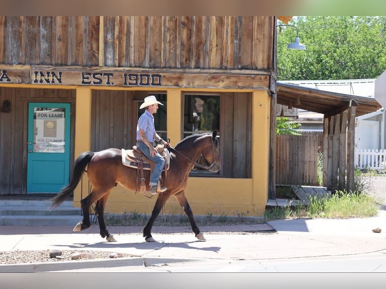American Quarter Horse Ruin 13 Jaar 157 cm Roodbruin in Camp Verde AZ