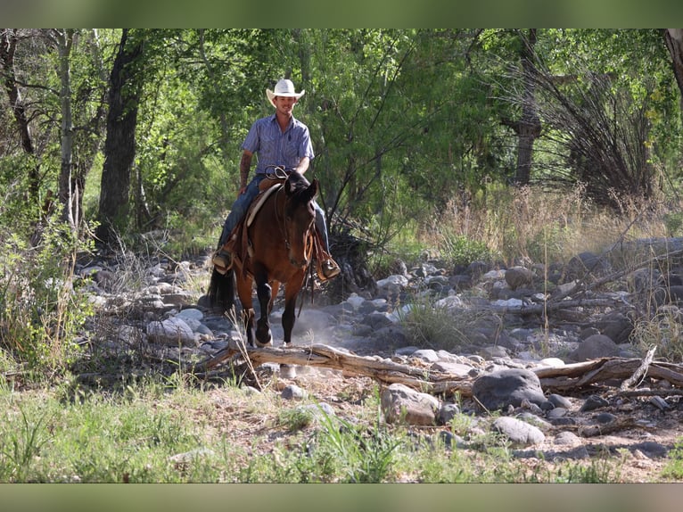 American Quarter Horse Ruin 13 Jaar 157 cm Roodbruin in Camp Verde AZ