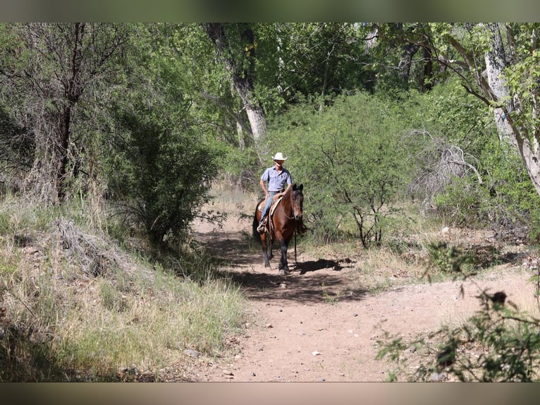 American Quarter Horse Ruin 13 Jaar 157 cm Roodbruin in Camp Verde AZ