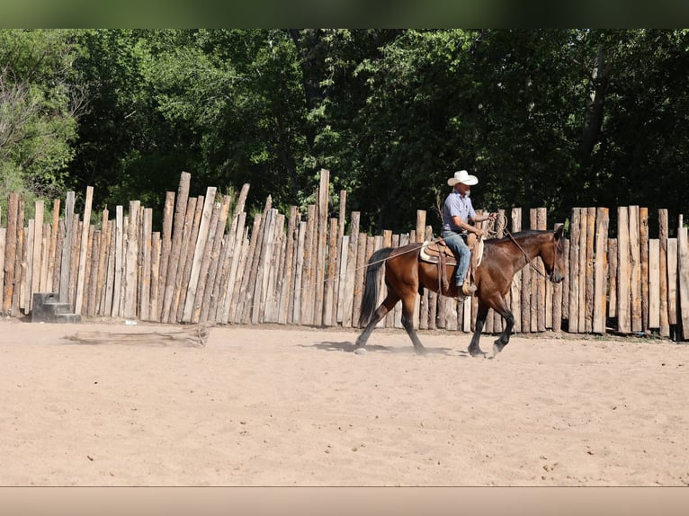 American Quarter Horse Ruin 13 Jaar 157 cm Roodbruin in Camp Verde AZ