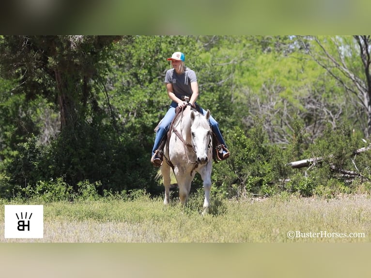 American Quarter Horse Ruin 13 Jaar 157 cm Schimmel in Weatherford TX