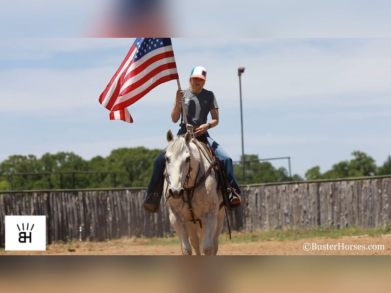 American Quarter Horse Ruin 13 Jaar 157 cm Schimmel in Weatherford TX