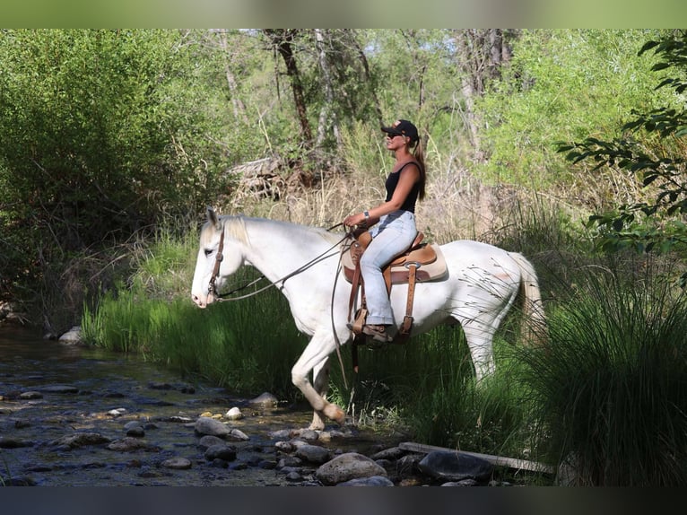 American Quarter Horse Ruin 13 Jaar 157 cm Schimmel in Cottonwood AZ
