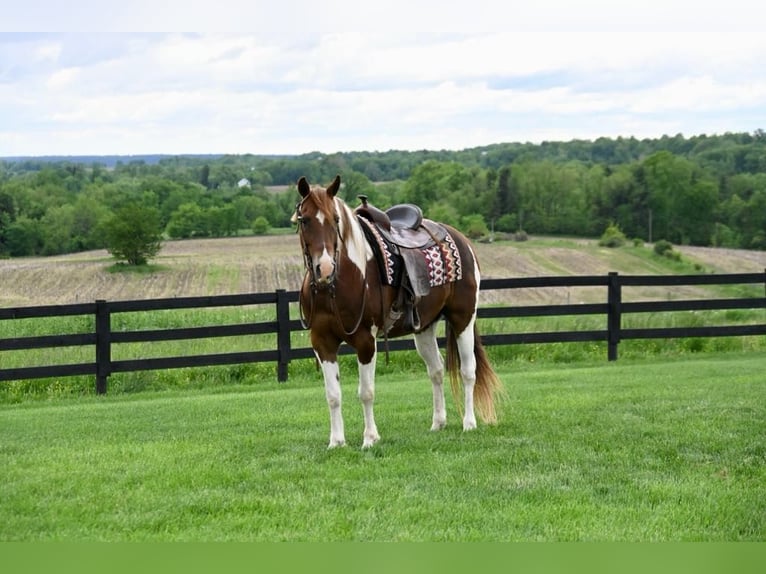 American Quarter Horse Ruin 13 Jaar 157 cm Tobiano-alle-kleuren in Fredricksburg, OH