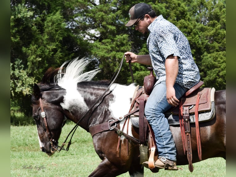 American Quarter Horse Ruin 13 Jaar 157 cm Zwart in Greebville KY