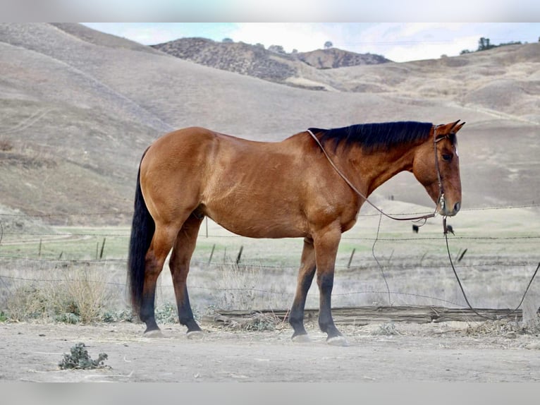 American Quarter Horse Ruin 13 Jaar 160 cm Falbe in Bitterwater CA