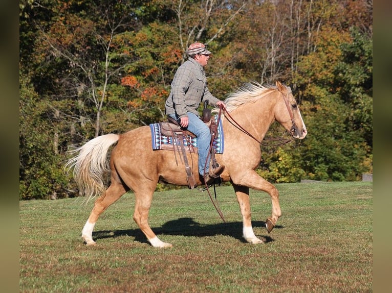 American Quarter Horse Ruin 13 Jaar 160 cm Palomino in Brodhead, KY