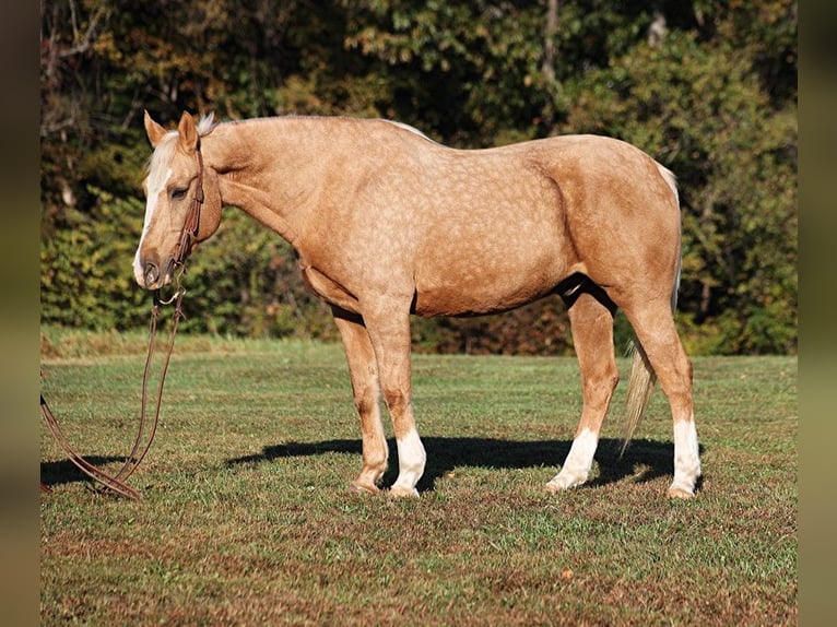 American Quarter Horse Ruin 13 Jaar 160 cm Palomino in Brodhead, KY