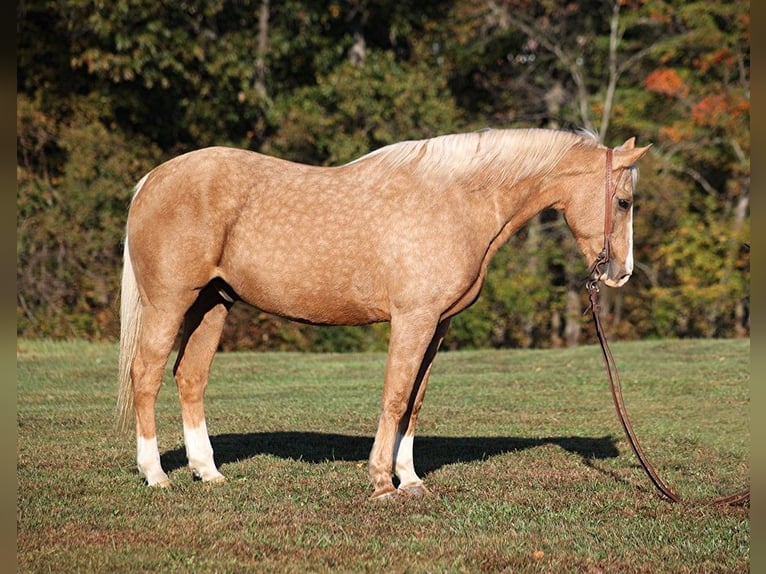 American Quarter Horse Ruin 13 Jaar 160 cm Palomino in Brodhead, KY