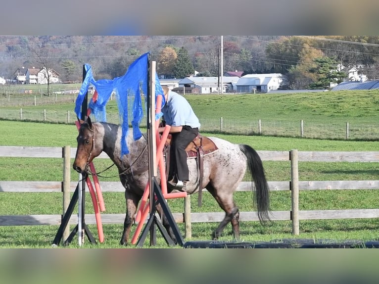 American Quarter Horse Mix Ruin 13 Jaar 160 cm in Rebersburg, PA