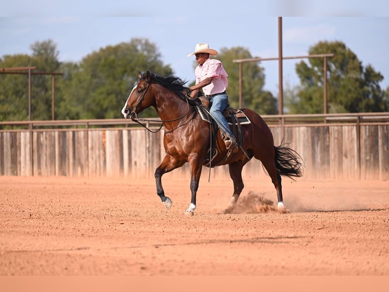American Quarter Horse Ruin 13 Jaar 160 cm Roodbruin in Mount Vernon
