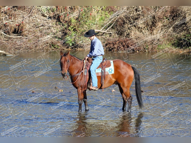 American Quarter Horse Ruin 13 Jaar 160 cm Roodbruin in Clarion, PA