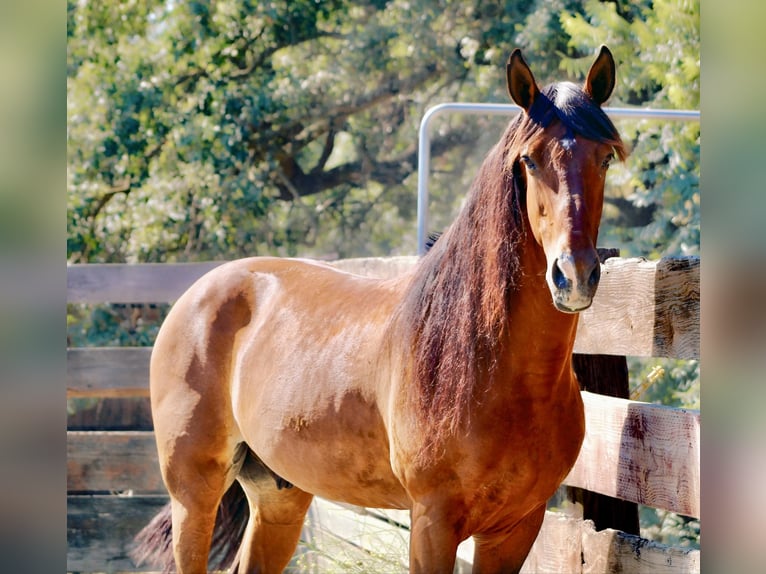 American Quarter Horse Ruin 13 Jaar 160 cm Roodbruin in Bitterwater CA