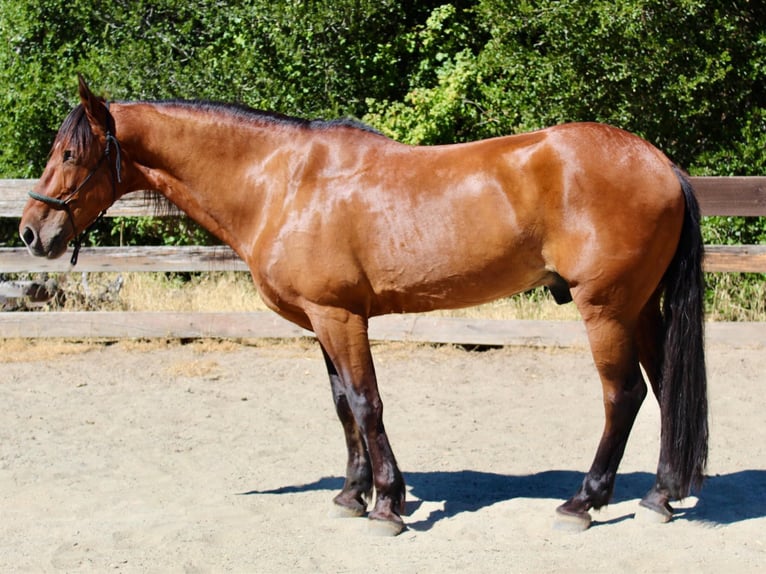 American Quarter Horse Ruin 13 Jaar 160 cm Roodbruin in Bitterwater CA