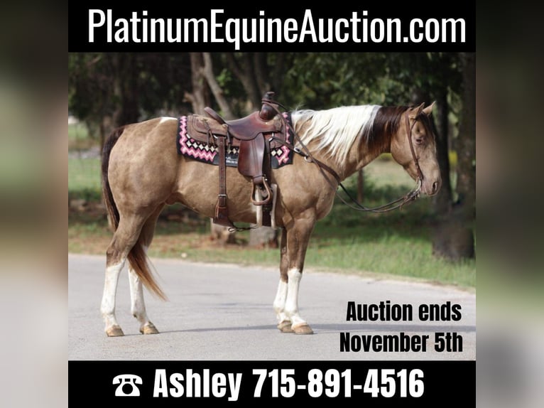 American Quarter Horse Ruin 13 Jaar 160 cm Tobiano-alle-kleuren in Stephenville TX