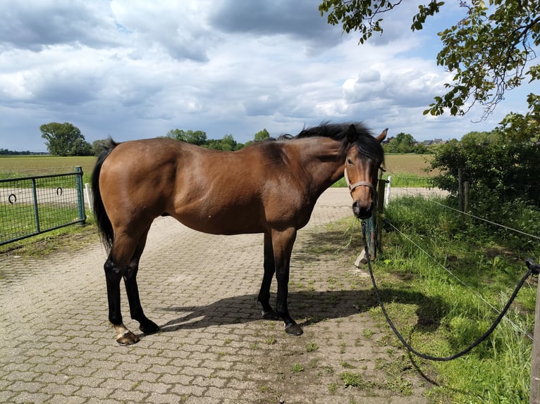 American Quarter Horse Ruin 13 Jaar 162 cm Lichtbruin in Grevenbicht
