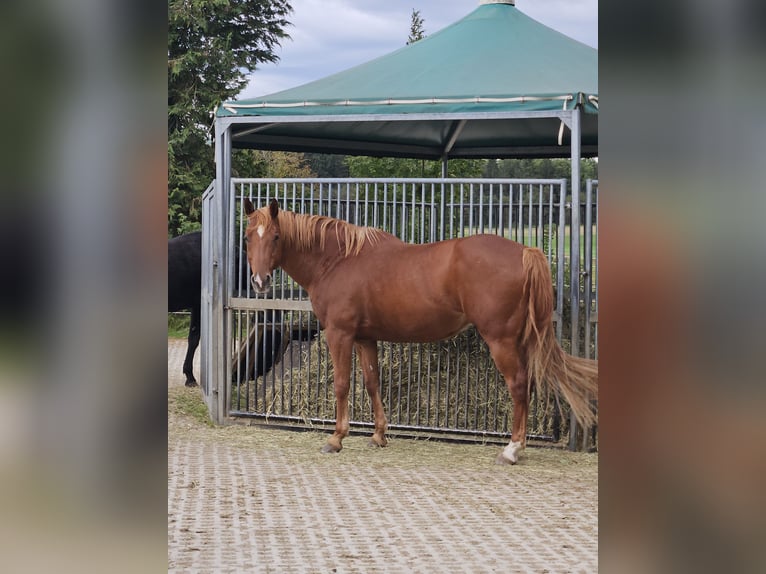 American Quarter Horse Ruin 13 Jaar 162 cm Vos in Oberhaching-Laufzorn