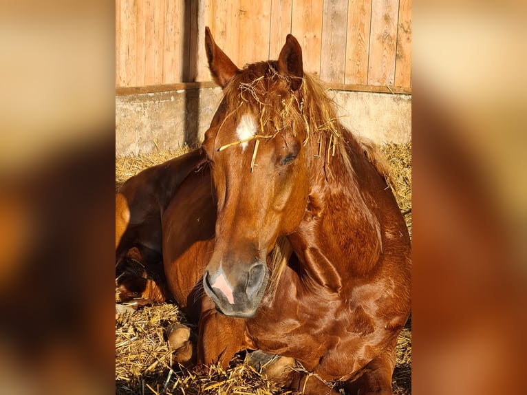American Quarter Horse Ruin 13 Jaar 162 cm Vos in Oberhaching-Laufzorn