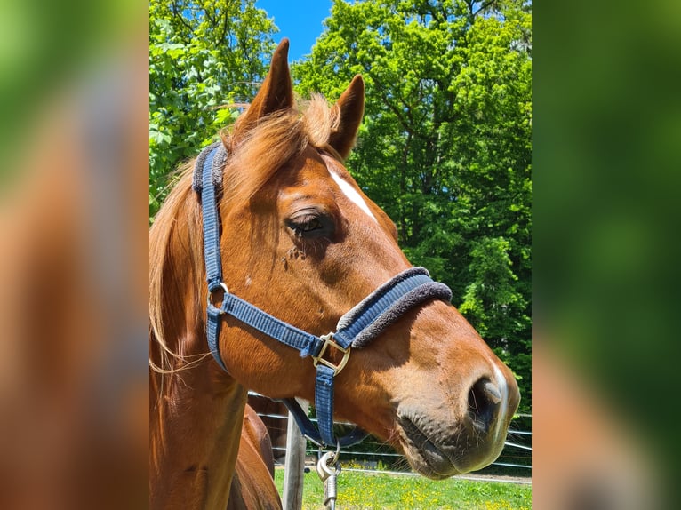 American Quarter Horse Ruin 13 Jaar 162 cm Vos in Oberhaching-Laufzorn