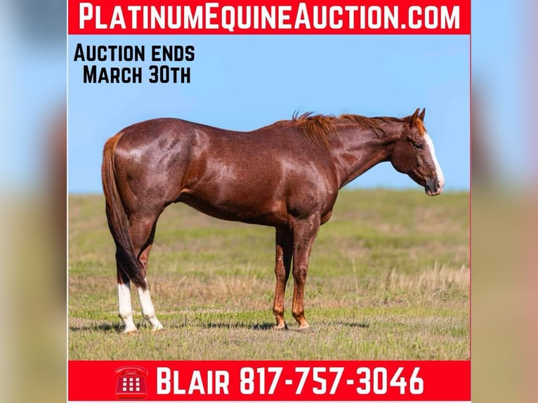 American Quarter Horse Ruin 13 Jaar 163 cm Donkere-vos in Weatherford Tx