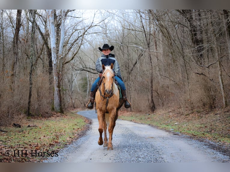 American Quarter Horse Ruin 13 Jaar 163 cm Palomino in Flemingsburg KY