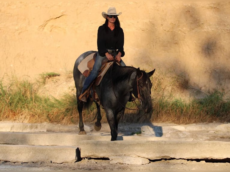 American Quarter Horse Ruin 13 Jaar 163 cm Roan-Blue in WEATHERFORD, TX