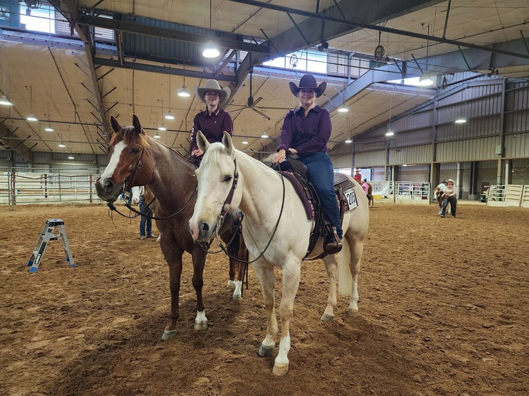 American Quarter Horse Ruin 13 Jaar 163 cm Roan-Red in Terrell