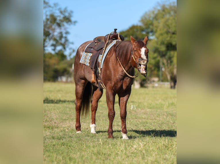 American Quarter Horse Ruin 13 Jaar 163 cm Roan-Red in Terrell