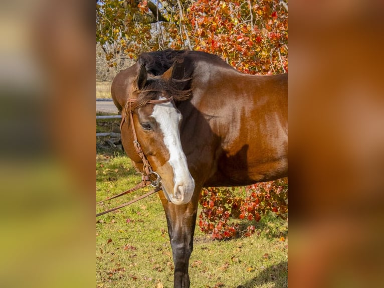 American Quarter Horse Ruin 13 Jaar 163 cm Roodbruin in Mckinney