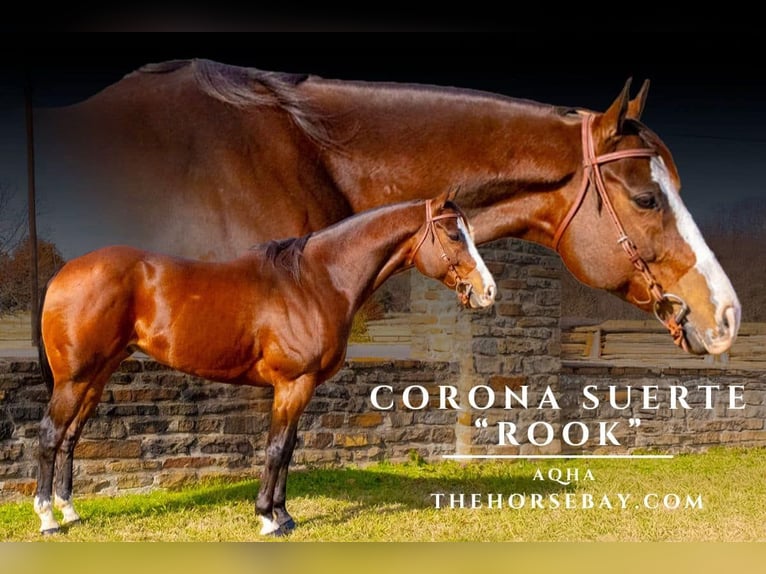 American Quarter Horse Ruin 13 Jaar 163 cm Roodbruin in Fairview, TX