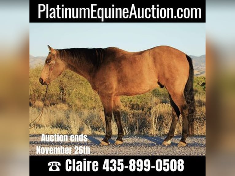 American Quarter Horse Ruin 13 Jaar 165 cm Buckskin in Benson, AZ