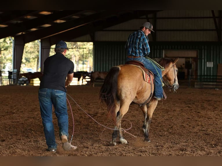 American Quarter Horse Ruin 13 Jaar 168 cm Buckskin in Quitman