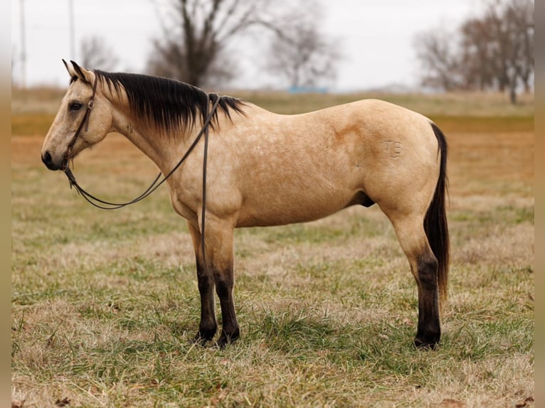 American Quarter Horse Ruin 13 Jaar Buckskin in Fredericksburg