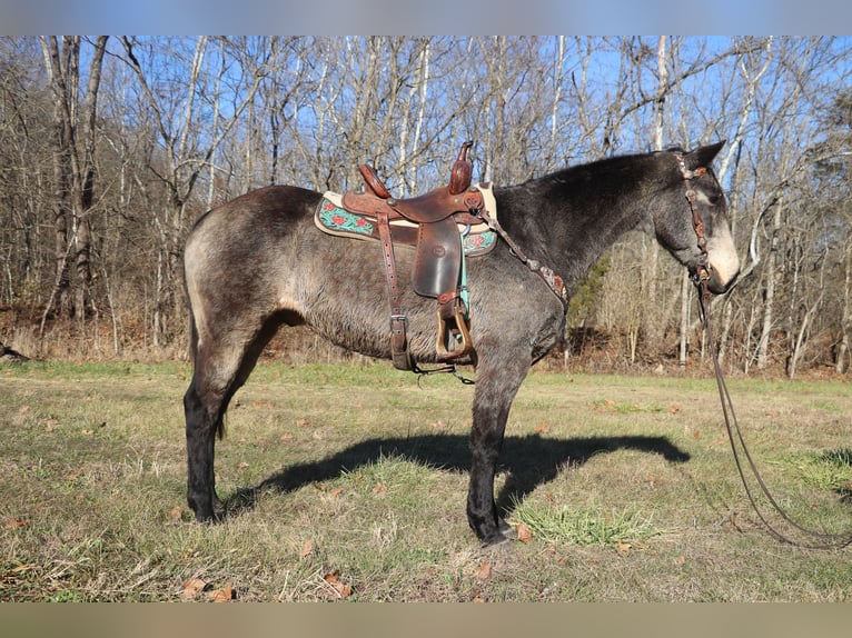 American Quarter Horse Ruin 13 Jaar Buckskin in Flemingsburg, KY