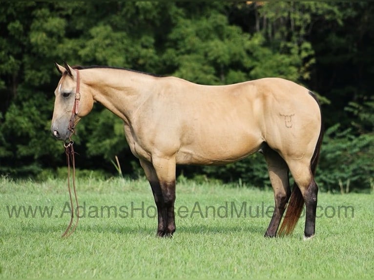 American Quarter Horse Ruin 13 Jaar Buckskin in Mount Vernon