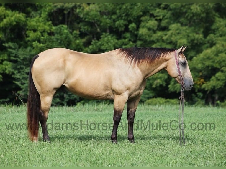 American Quarter Horse Ruin 13 Jaar Buckskin in Mount Vernon