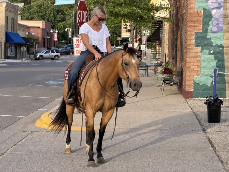 American Quarter Horse Ruin 13 Jaar Buckskin in Cannon Falls