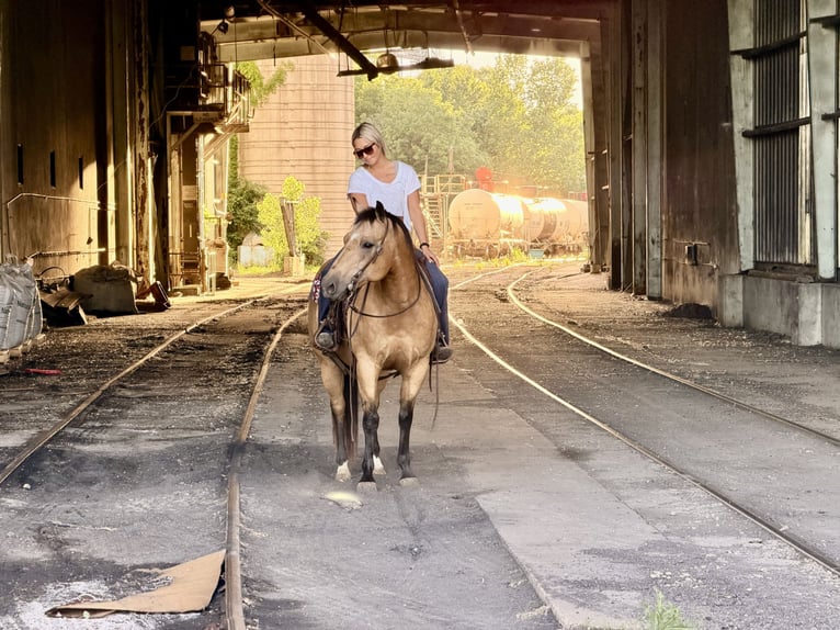 American Quarter Horse Ruin 13 Jaar Buckskin in Cannon Falls