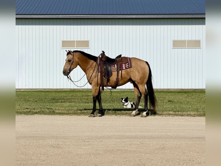American Quarter Horse Ruin 13 Jaar Buckskin in Cannon Falls