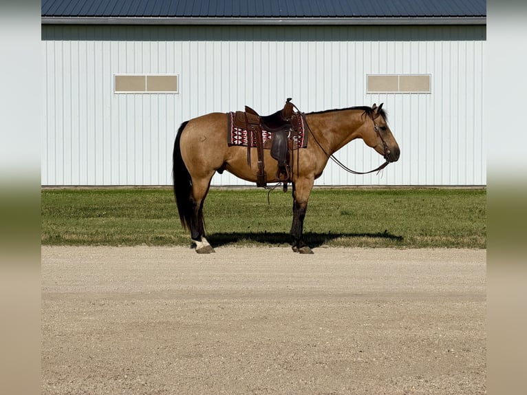 American Quarter Horse Ruin 13 Jaar Buckskin in Cannon Falls