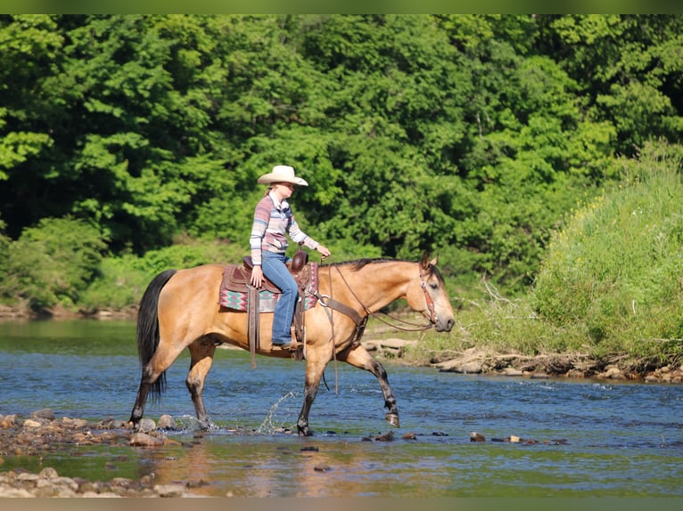 American Quarter Horse Ruin 13 Jaar Buckskin in Clarion
