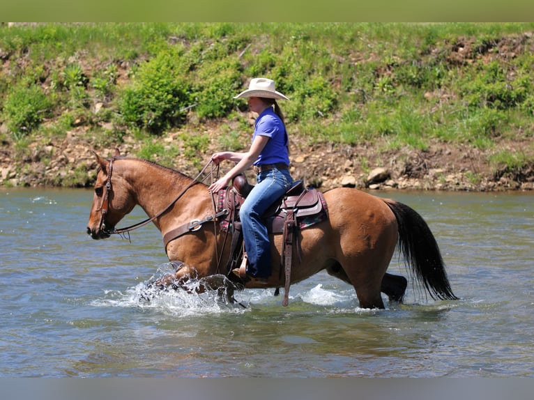 American Quarter Horse Ruin 13 Jaar Buckskin in Clarion