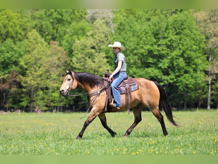 American Quarter Horse Ruin 13 Jaar Buckskin in Clarion