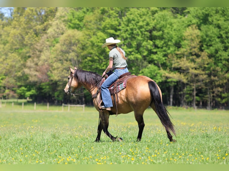 American Quarter Horse Ruin 13 Jaar Buckskin in Clarion