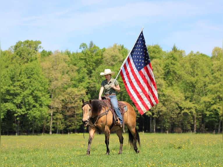 American Quarter Horse Ruin 13 Jaar Buckskin in Clarion