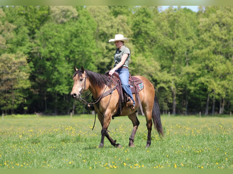 American Quarter Horse Ruin 13 Jaar Buckskin in Clarion