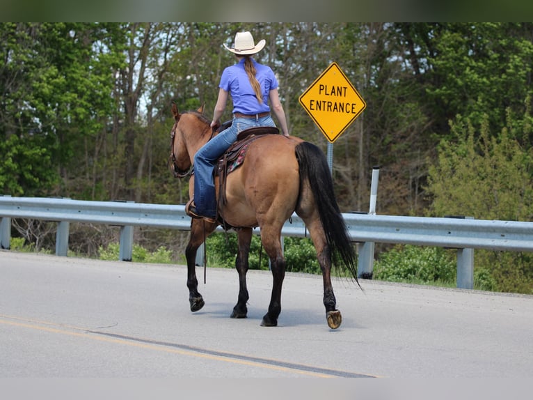 American Quarter Horse Ruin 13 Jaar Buckskin in Clarion