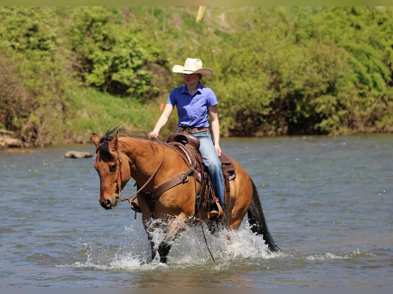 American Quarter Horse Ruin 13 Jaar Buckskin in Clarion